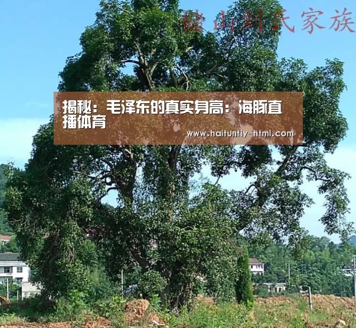 揭秘：毛泽东的真实身高：海豚直播体育